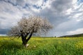 Almond tree with blossoms against cloudy sky Royalty Free Stock Photo