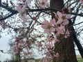 The almond tree blossoms Bees pollinate it Royalty Free Stock Photo