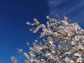 Almond Tree Blossoms Blooms Winter Flowers Budding Branches Blue Sky Royalty Free Stock Photo