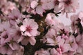 Almond tree blossoms pink flowers