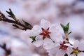 Almond tree blossoms