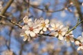 Almond tree branc detail flowering