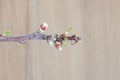 Almond tree branch with flowers and buds covered with water drops on a wooden beje background, close up, copy space Royalty Free Stock Photo