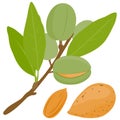 Almond tree branch with fruits and nuts. Vector illustration.