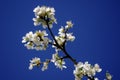 Almond tree branch with white blossoms Royalty Free Stock Photo