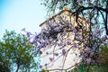 Almond tree branches with bell tower background