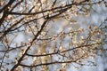 Almond tree branches with big white flowers in blue sky background Royalty Free Stock Photo