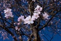 Almond tree branches in bloom. in spring the colors explode, the trees bloom in many colors.