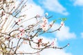 Almond tree branches with almond blossoms, almond flowers on the branches of an almond tree. Royalty Free Stock Photo