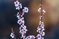 Almond tree branches with white blossom