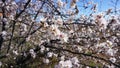 Almond tree brunches with blossoms on a blue sky background Royalty Free Stock Photo