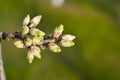 Almond tree buds Royalty Free Stock Photo