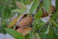 Almond on tree, close-up of nut in hull Royalty Free Stock Photo