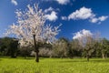 Almond tree in countryside Royalty Free Stock Photo