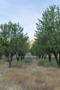 Almond tree cultivation field in southern Spain