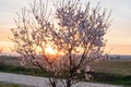 almond tree at dawn blooming (prunus dulcis Royalty Free Stock Photo
