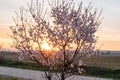 almond tree at dawn blooming (prunus dulcis
