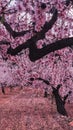 Almond tree field full of pink flowers. Pink almond blossoms Royalty Free Stock Photo