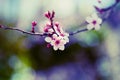 Almond Tree Flower