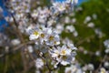 almond tree flower, close up. almond blossom in early spring Royalty Free Stock Photo