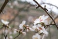 Almond tree flower close-up Royalty Free Stock Photo