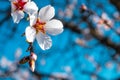 Almond tree flower closeup. Spring blooming flower. Prunus dulcis flowers