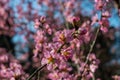 Almond tree in flower at early springtime