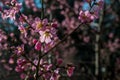 Almond tree in flower at early springtime