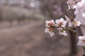 Almond tree flower focus over blurred grove background early spring seasonal plant Royalty Free Stock Photo