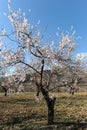 Almond tree in flower, Jason Valley, Spain Royalty Free Stock Photo