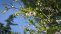 Almond tree in flower in springtime over the blue sky in the park of Quinta de los Molinos, Madrid, Spain. Concept of spring Royalty Free Stock Photo