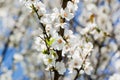 Almond tree flowers