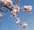 Almond tree flowers Royalty Free Stock Photo