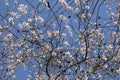 Almond Tree With Flowers February