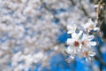 Almond tree flowers blosson and blue sky Royalty Free Stock Photo