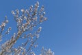 Almond tree flowers, blue sky, spring background Royalty Free Stock Photo