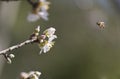 Almond tree flowers, blue sky, spring background Royalty Free Stock Photo