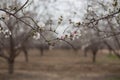 Almond tree flowers and branches grove background Royalty Free Stock Photo