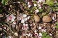 Almond tree flowers and seeds on the ground Royalty Free Stock Photo