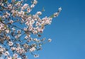 Almond tree during springtime over clear blue sky Royalty Free Stock Photo
