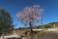 Almond tree with flowers in a tilled field of Alicante Royalty Free Stock Photo