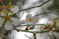 Almond tree flowers twig with dew drops closeup on blurred background Royalty Free Stock Photo