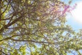 Almond tree fresh folliage against sun and blue clear sky background