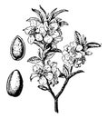 Almond Tree and Fruit vintage illustration