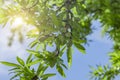 Almond tree with fruits in spring