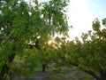 Almond tree with green almonds at sunset. Tree with fruits not yet ripe for harvest Royalty Free Stock Photo