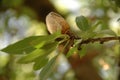 Almond tree at the harvest time Royalty Free Stock Photo