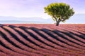 Almond tree in lavender field in Provence during warm summer sunset light Royalty Free Stock Photo