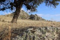 Almond tree on mountain in middle angle with rocks in back and stones in front