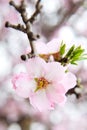 Almond tree pink flower